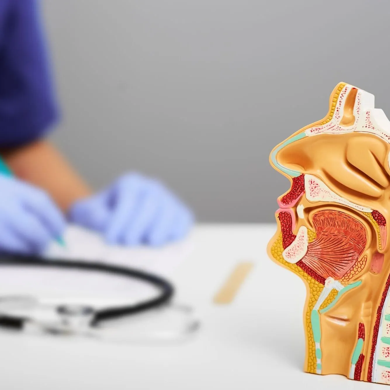 A clinician beside an anatomical model of the head and upper airway