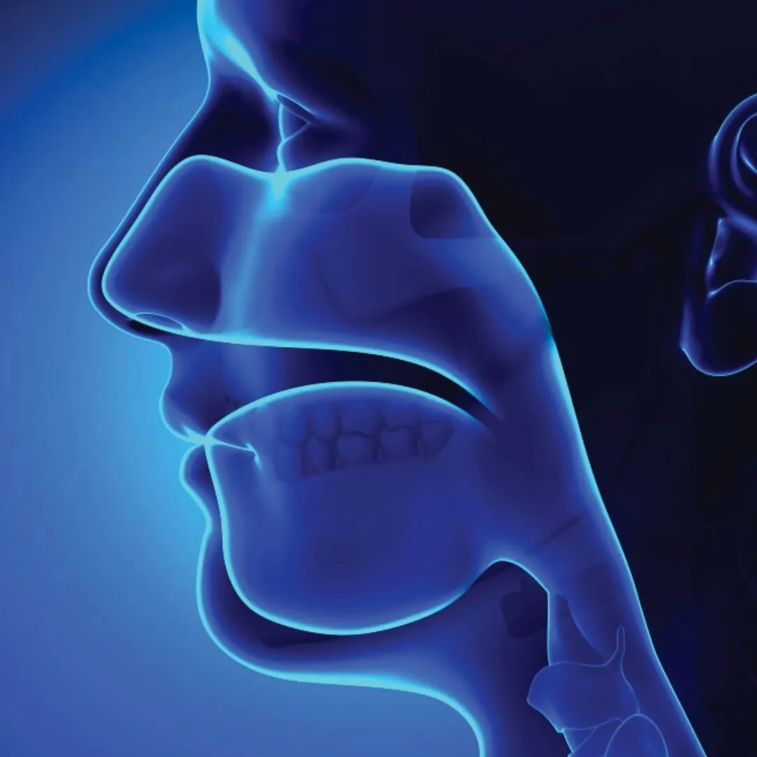 Illustration of the human head in profile highlighting the upper airway